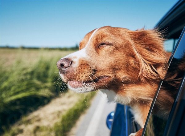 The Dog Days of Summer
