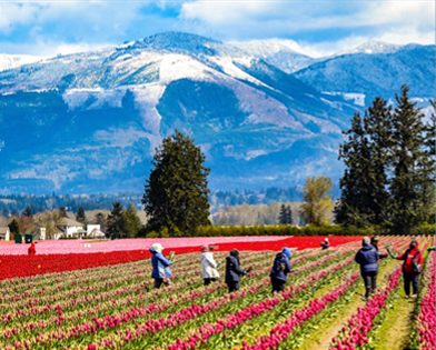 Flower fields beneath Mount Erie