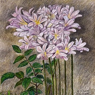 Resurrection Lilies a color pencil drawing by Karen D. Stockwell