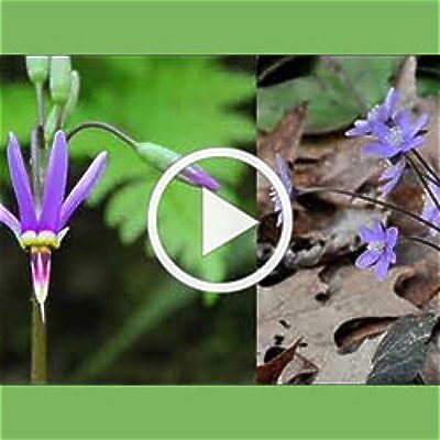 all around...a few of nature's colors