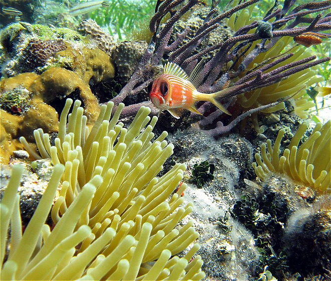 Under water at Turks & Caicos Islands