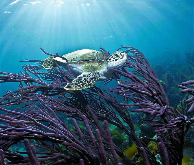 Sea turtle