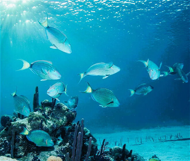 Coral Reef at Windsong Resort