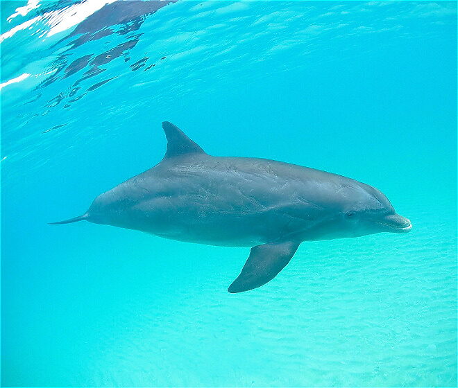 Dolphin