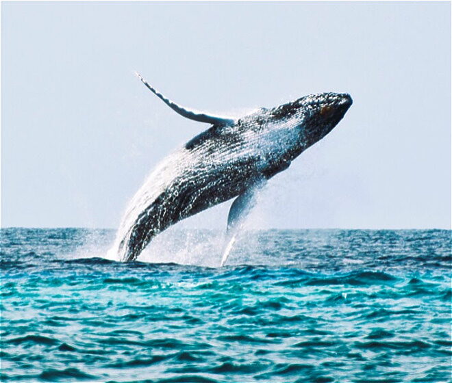 Whale