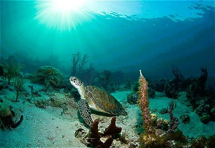 Coral Reef