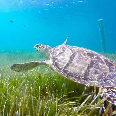 Under water sea turtle