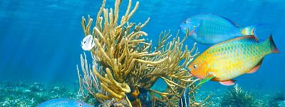 Fish under water