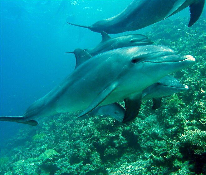 Dolphins on our coral reefs