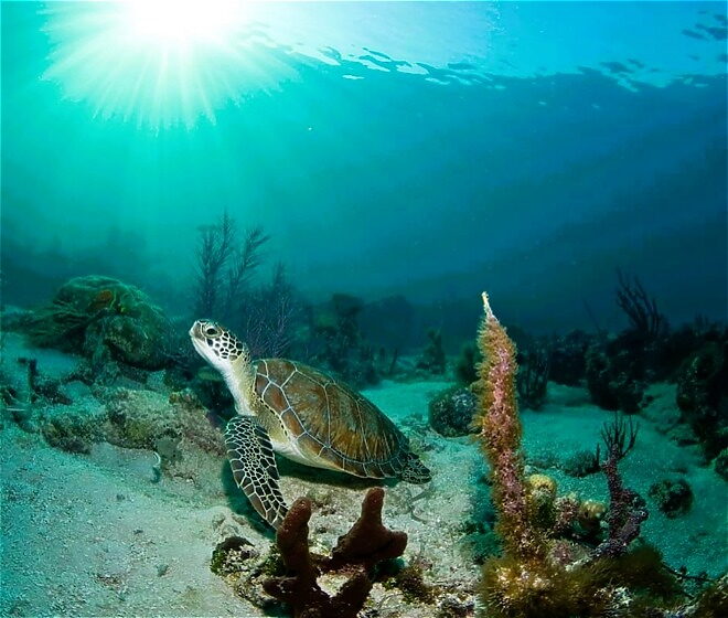 Coral reefs of Turks and Caicos Islands