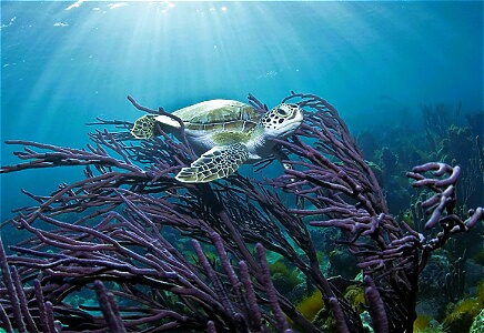 Sea turtle under water