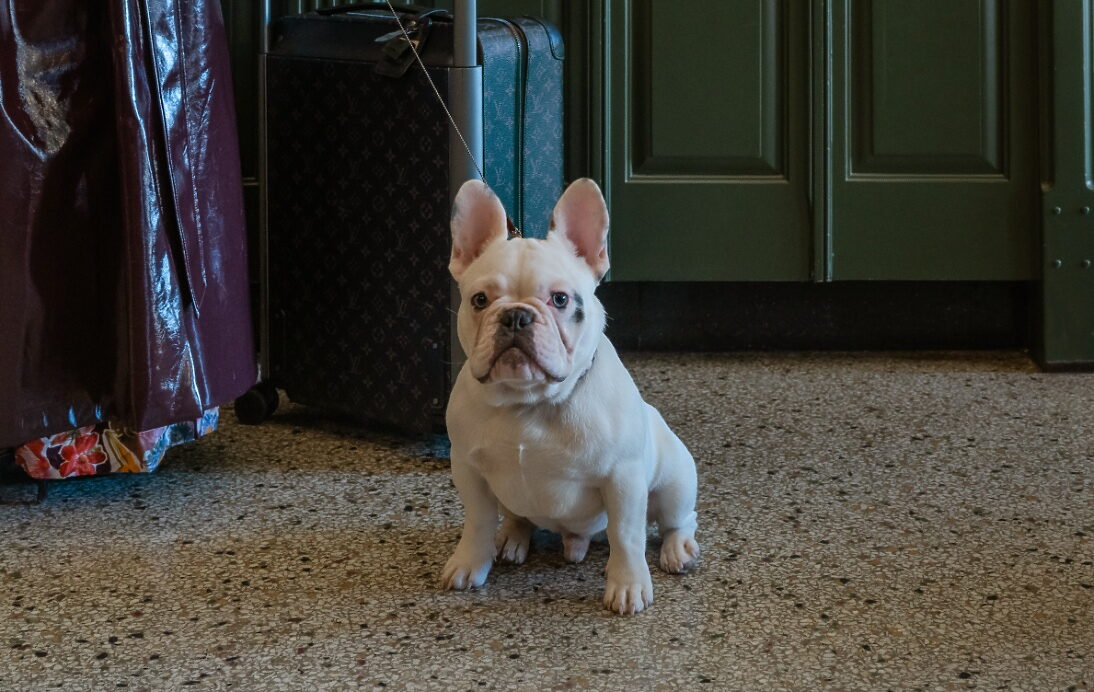 Dog-friendly guest room at The MarQueen Hotel in Seattle’s Queen Anne neighborhood.