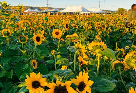 Sunflower Festival 2026