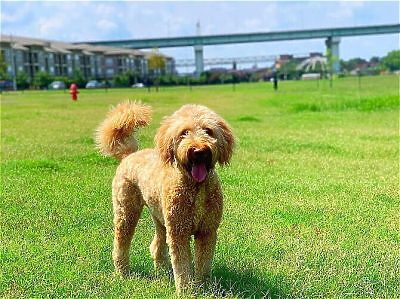 Golden doodle dog standing in grass with bridge and buildings in the background