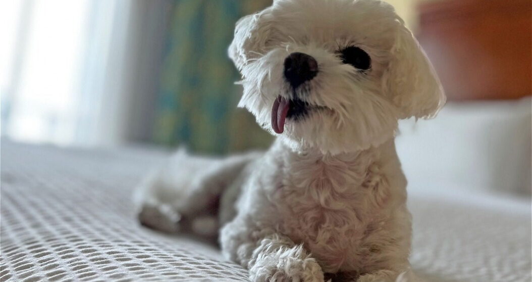 Dog looking up
